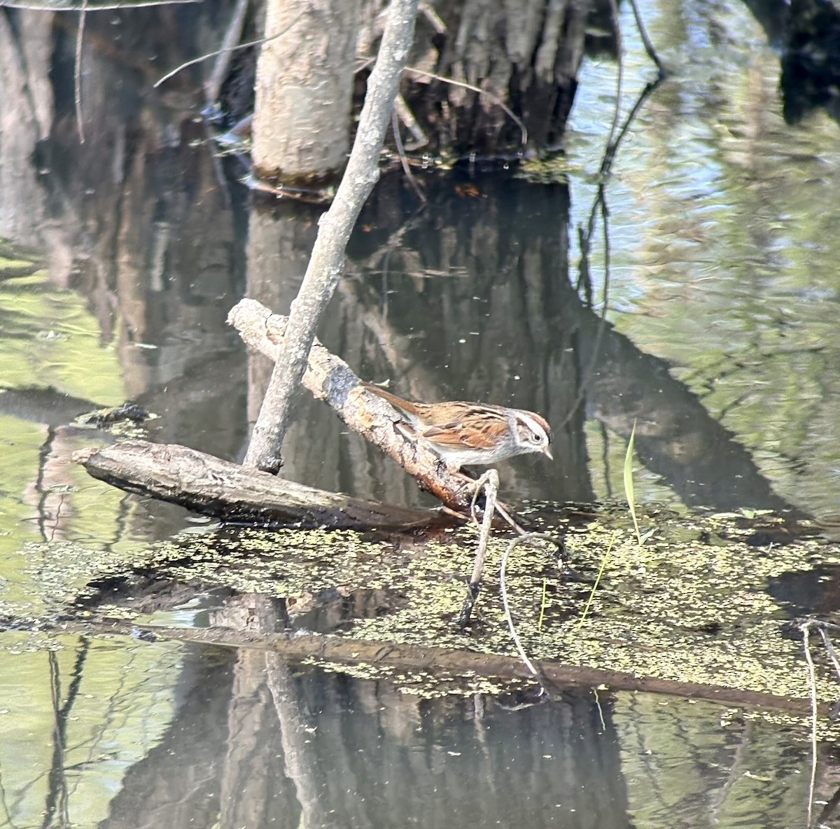 Swamp Sparrow - ML634632458