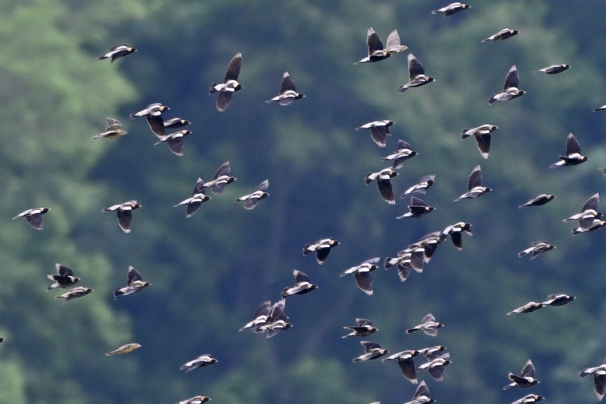 Bobolink - ML634632475