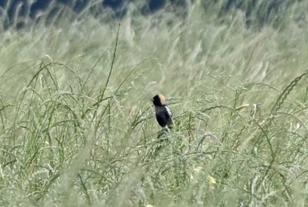 Bobolink - ML634632476