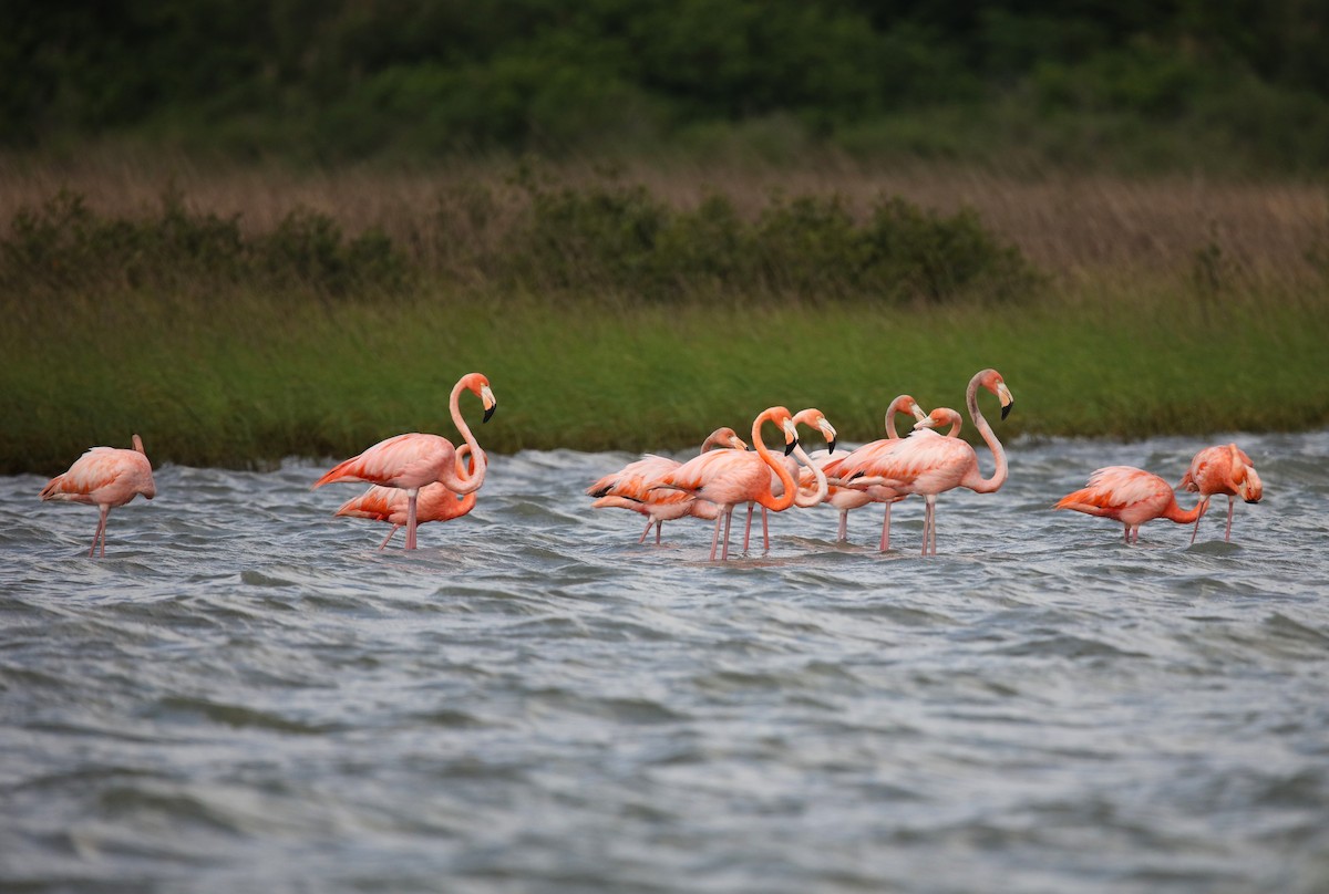 Flamenko gorria - ML634632485