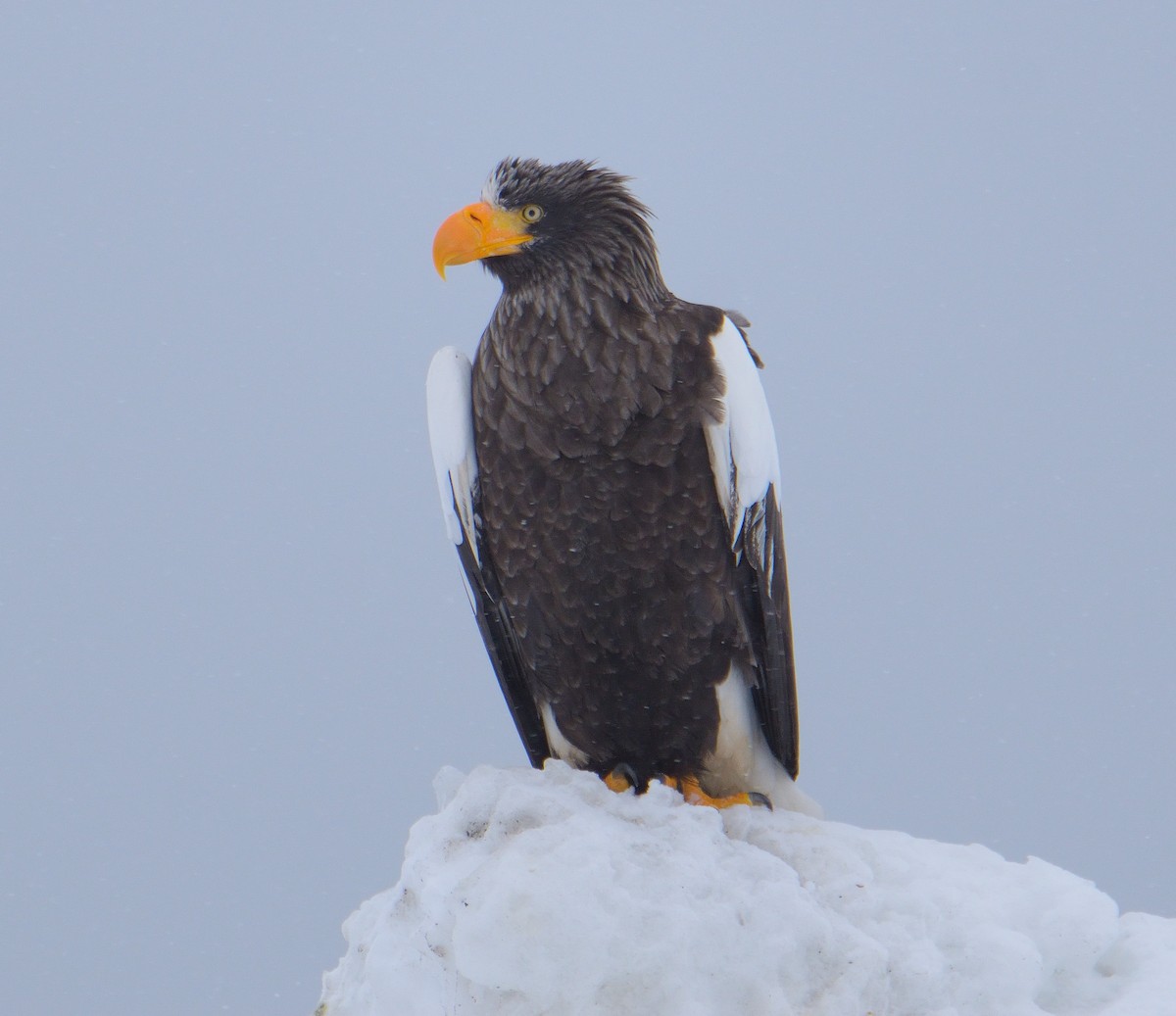 Steller's Sea-Eagle - ML634632492