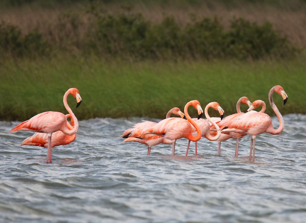American Flamingo - ML634632554