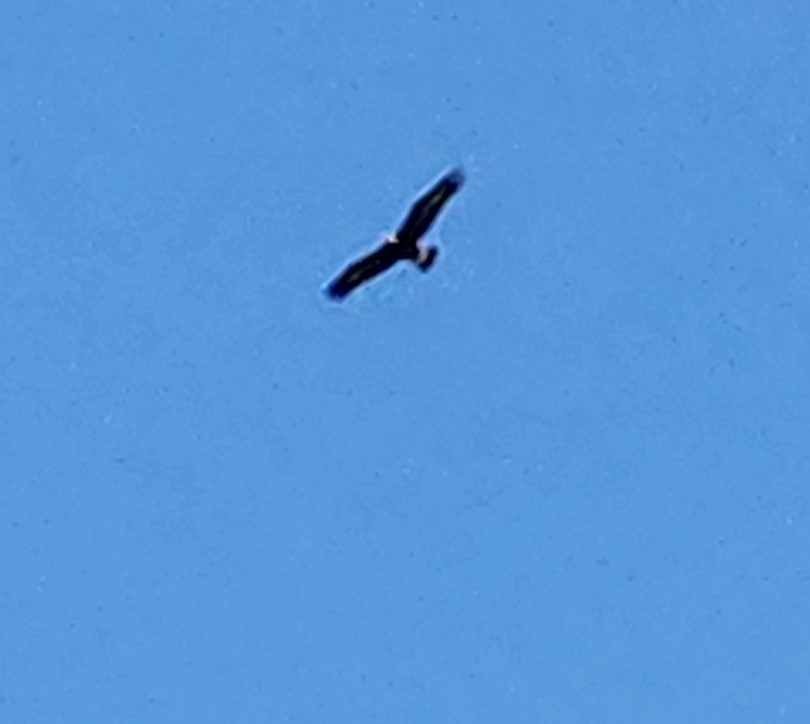 Golden Eagle - ML634632616