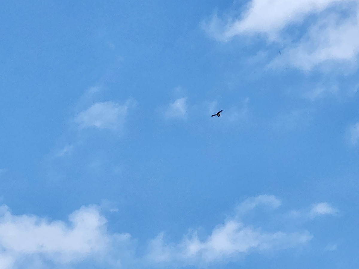 Golden Eagle - ML634632617