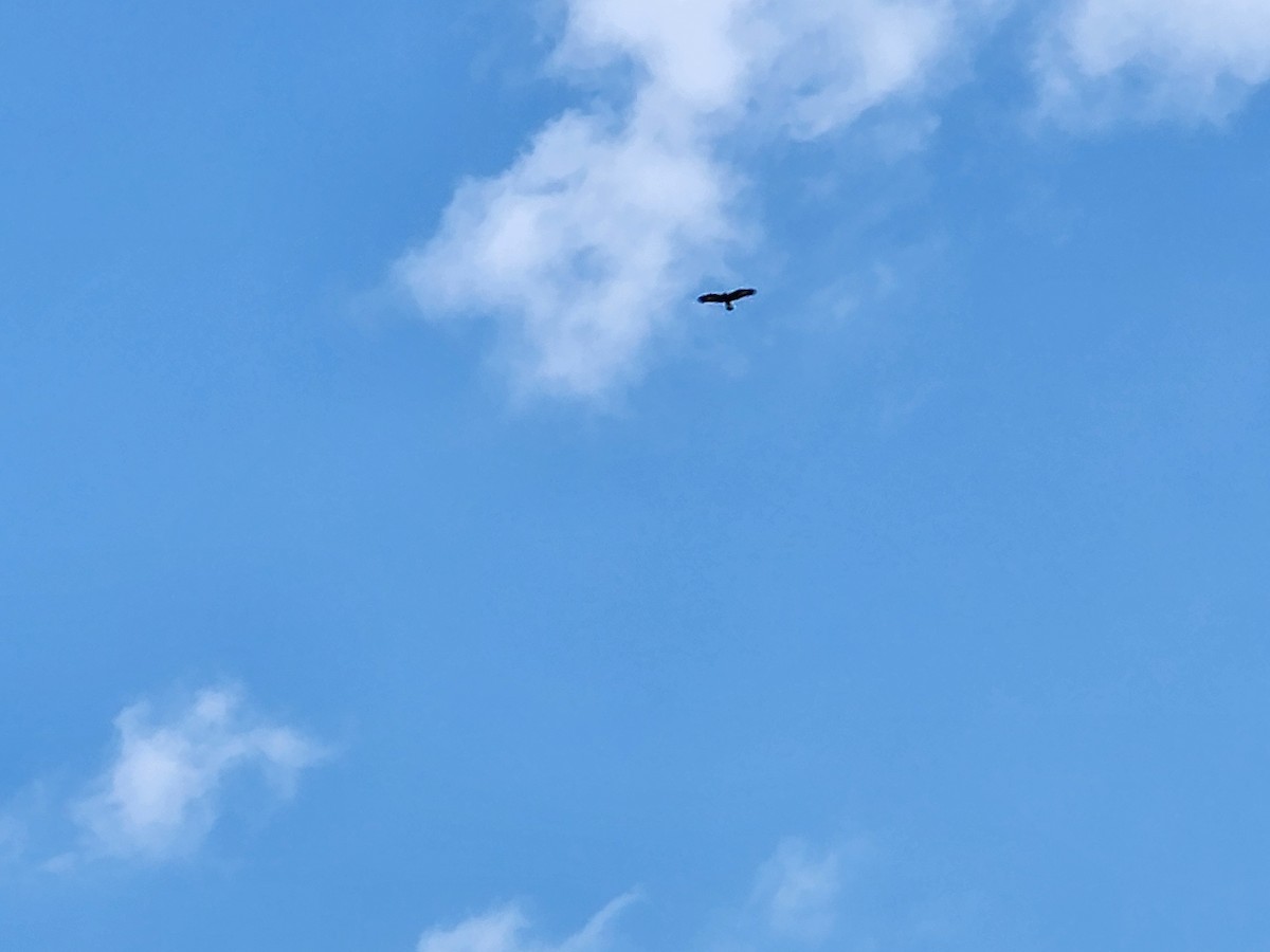 Golden Eagle - ML634632618