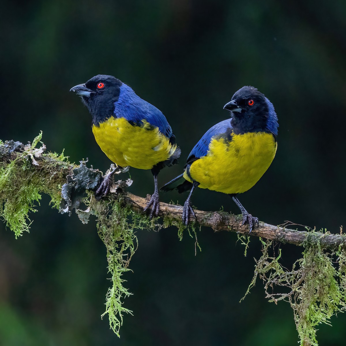 Tangara montagnard - ML634632676