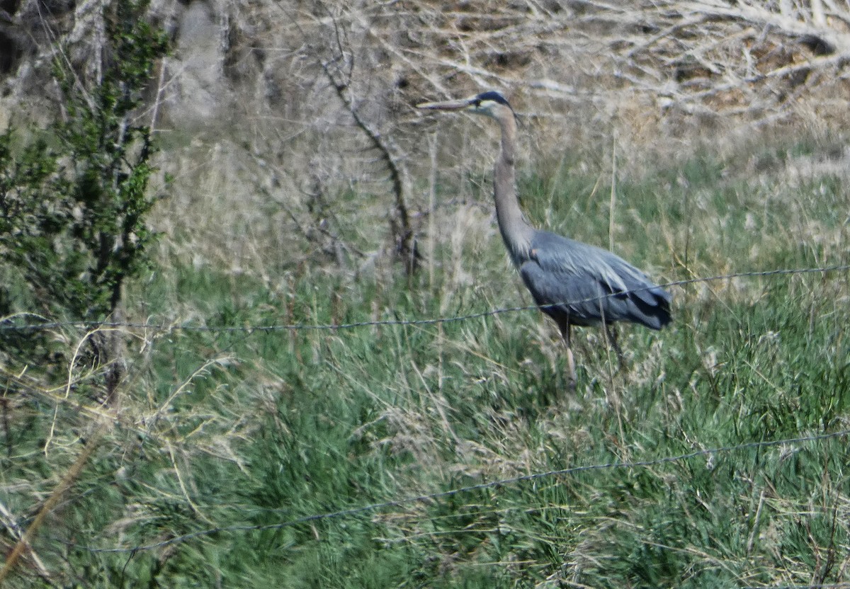 Great Blue Heron - ML634632722