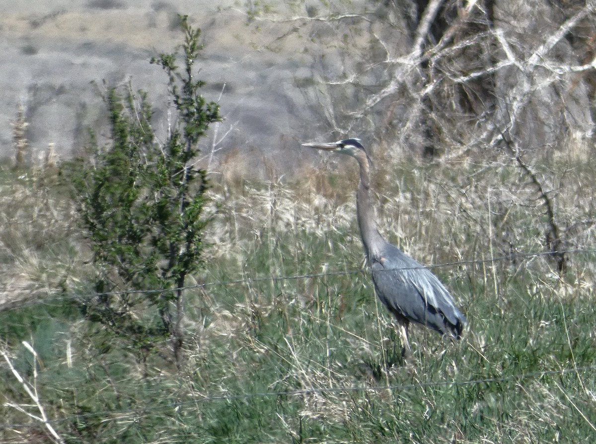 Great Blue Heron - ML634632723