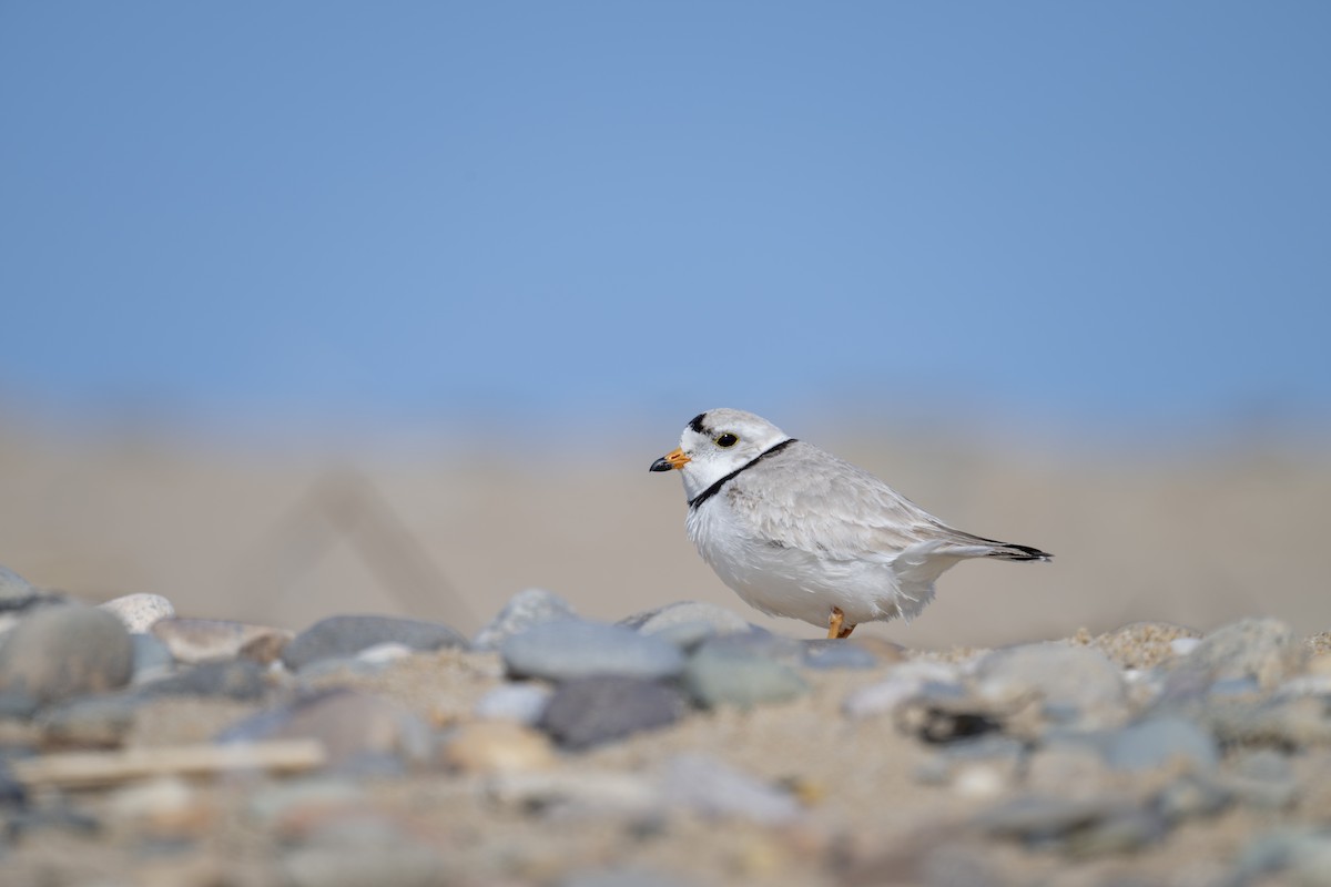 Piping Plover - ML634632764