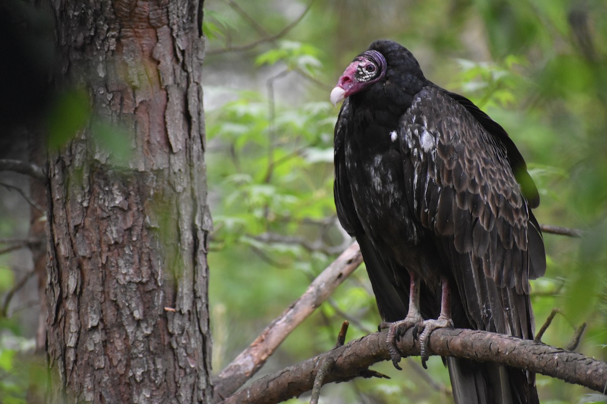 Turkey Vulture - ML634632812