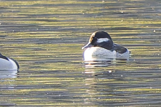Bufflehead - ML634632886
