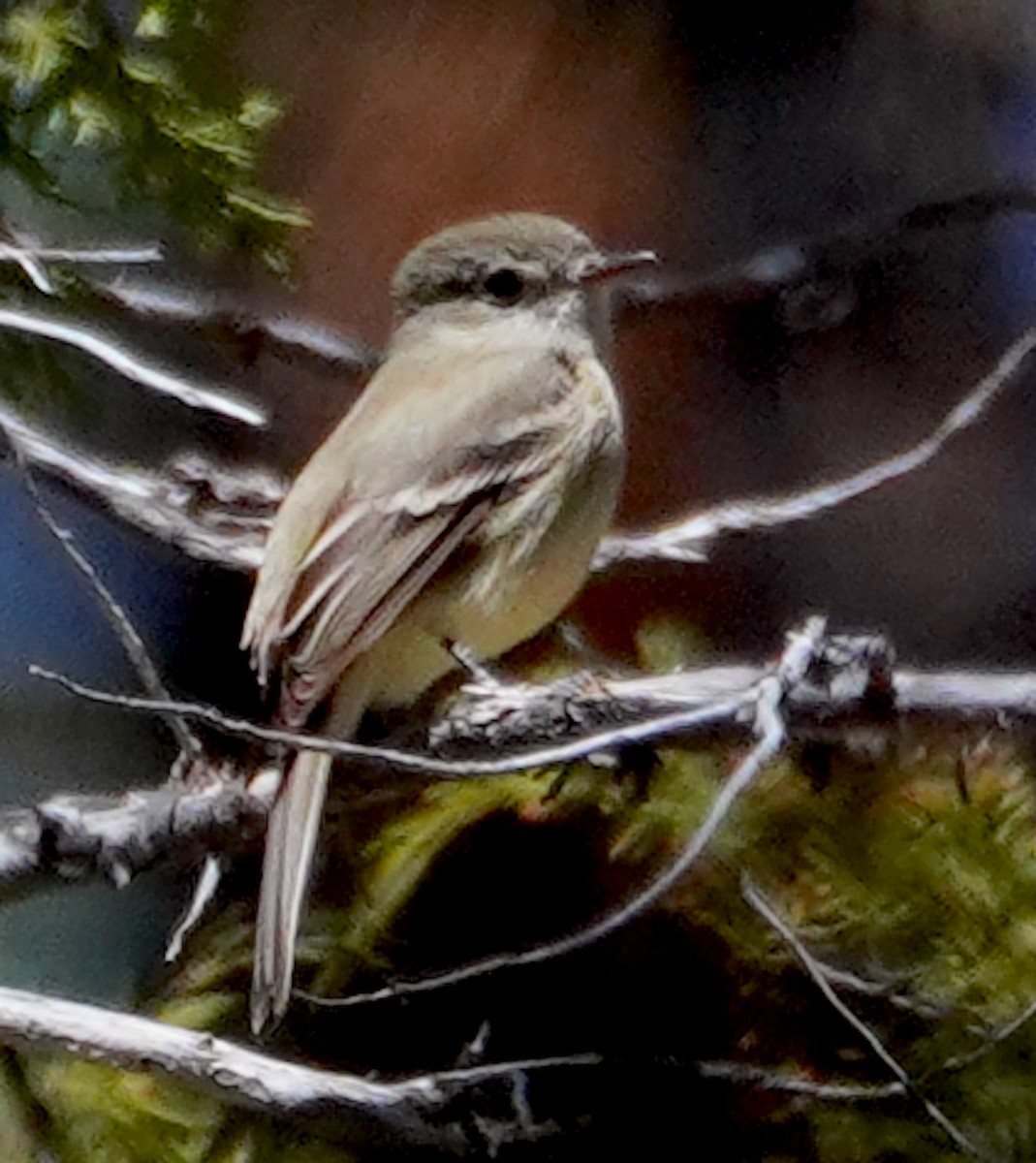 Dusky Flycatcher - ML634632905