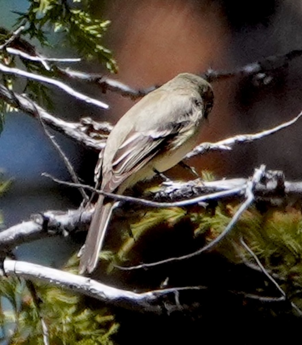 Dusky Flycatcher - ML634632910