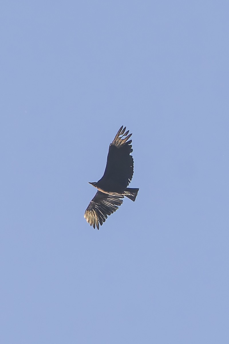 Black Vulture - ML634632923