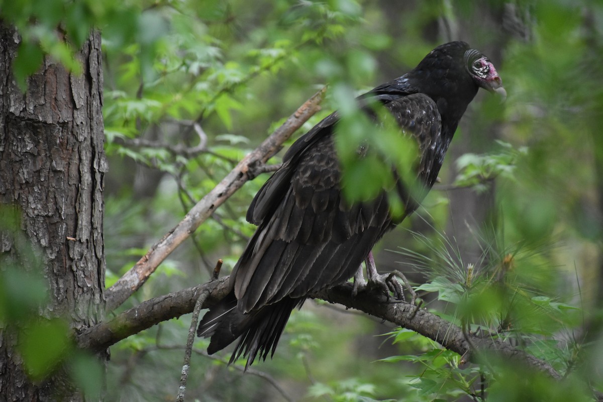 Turkey Vulture - ML634632927