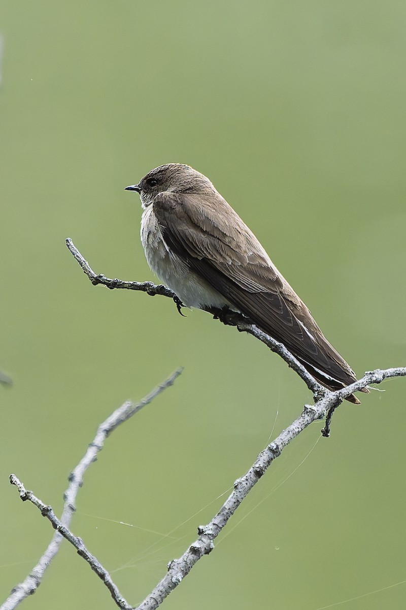Northern Rough-winged Swallow - ML634632962