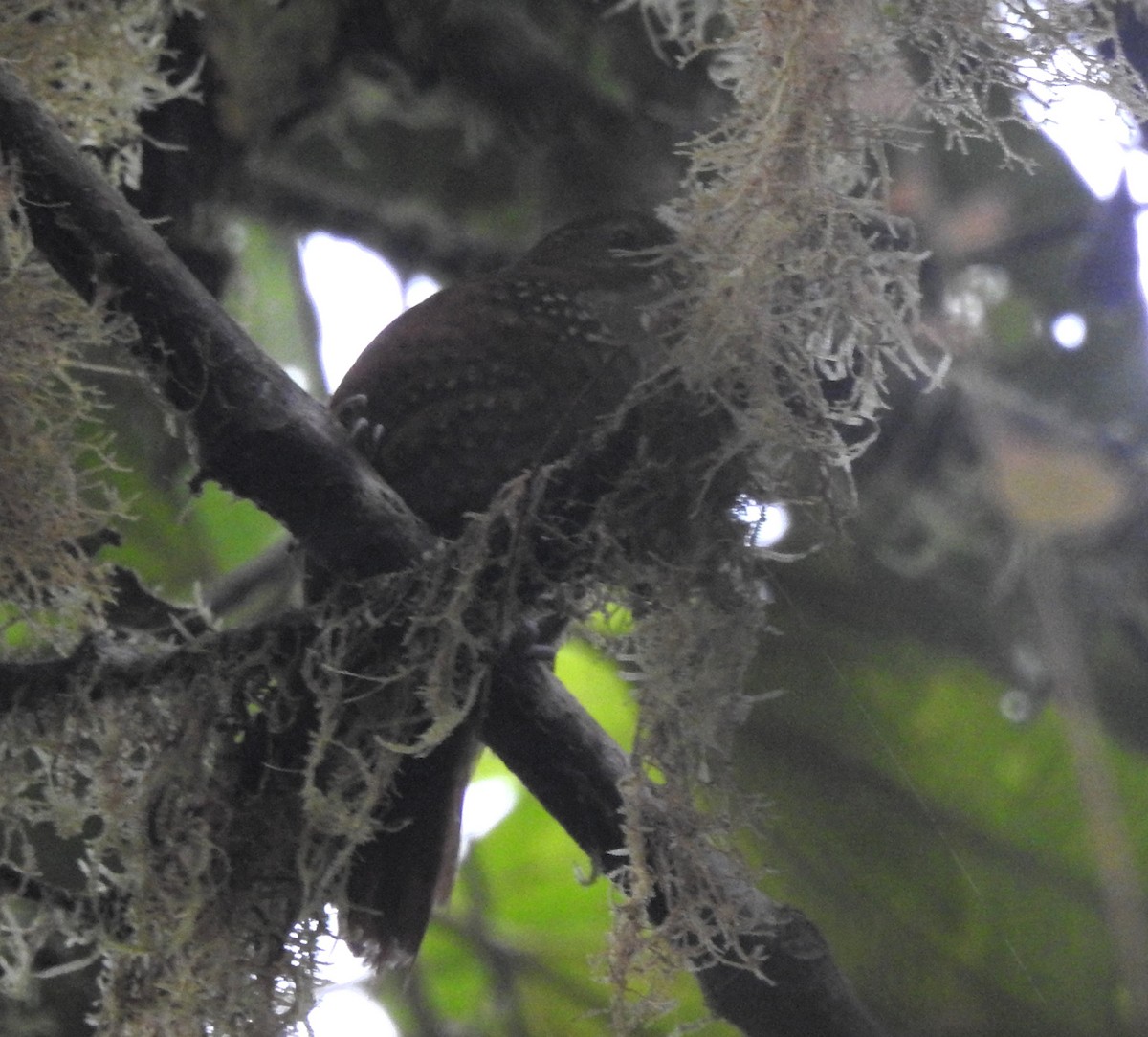 Fulvous-dotted Treerunner - ML634632995