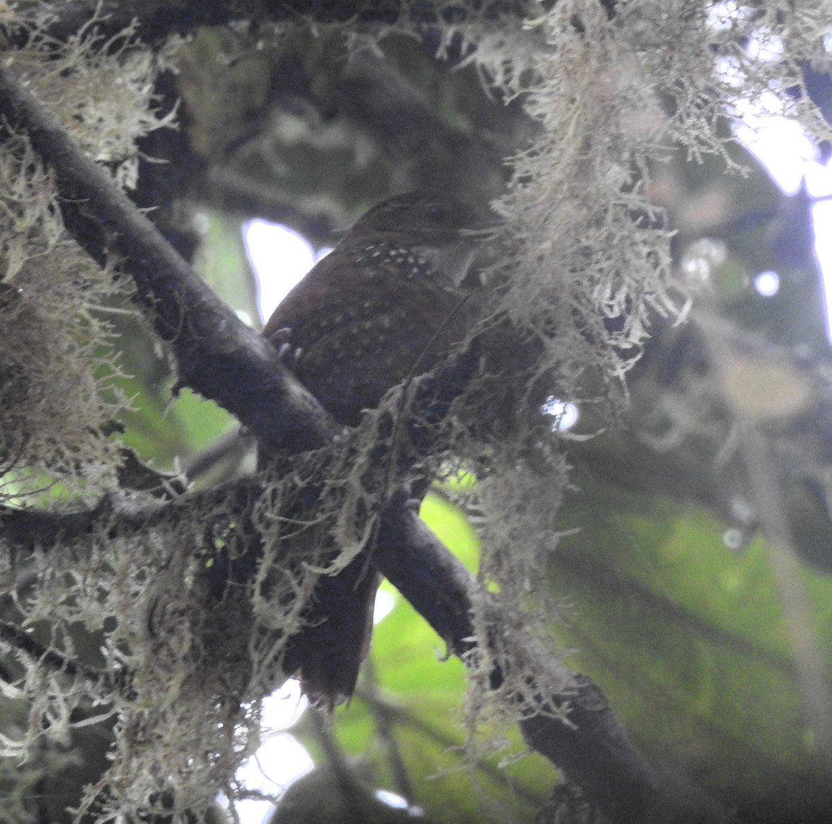 Fulvous-dotted Treerunner - ML634632996