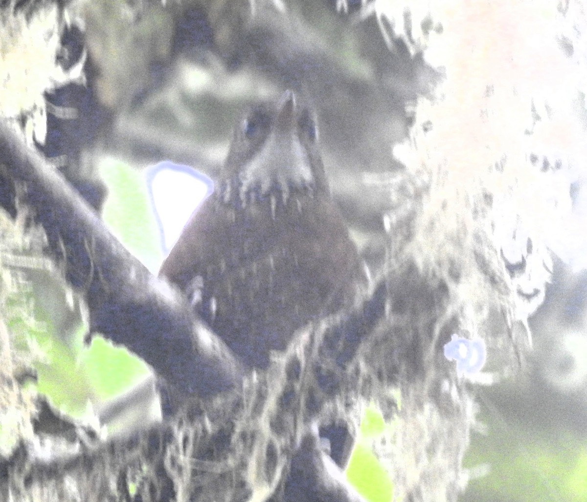 Fulvous-dotted Treerunner - ML634632997