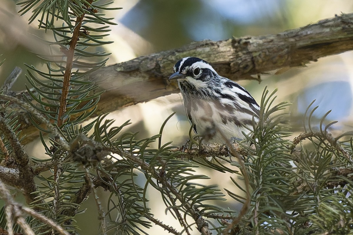 Black-and-white Warbler - ML634633009