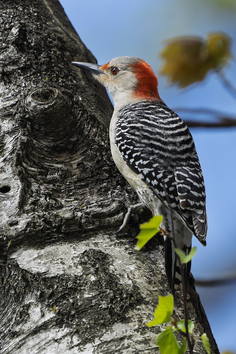 Red-bellied Woodpecker - ML634633031