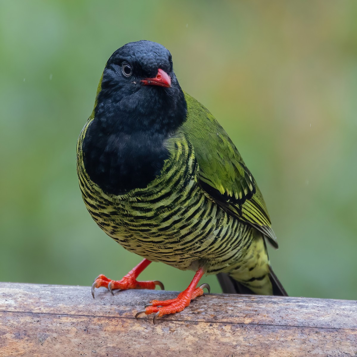 Cotinga barré - ML634633188
