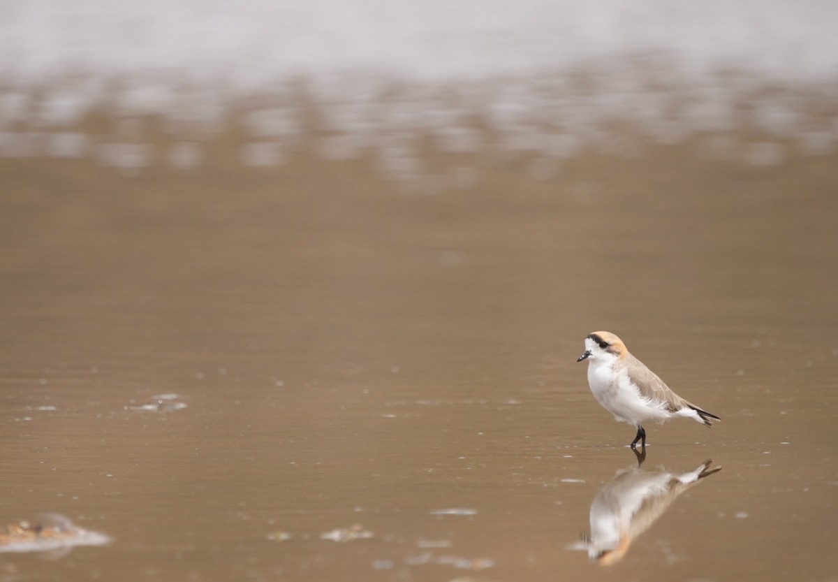 Puna Plover - ML634633252