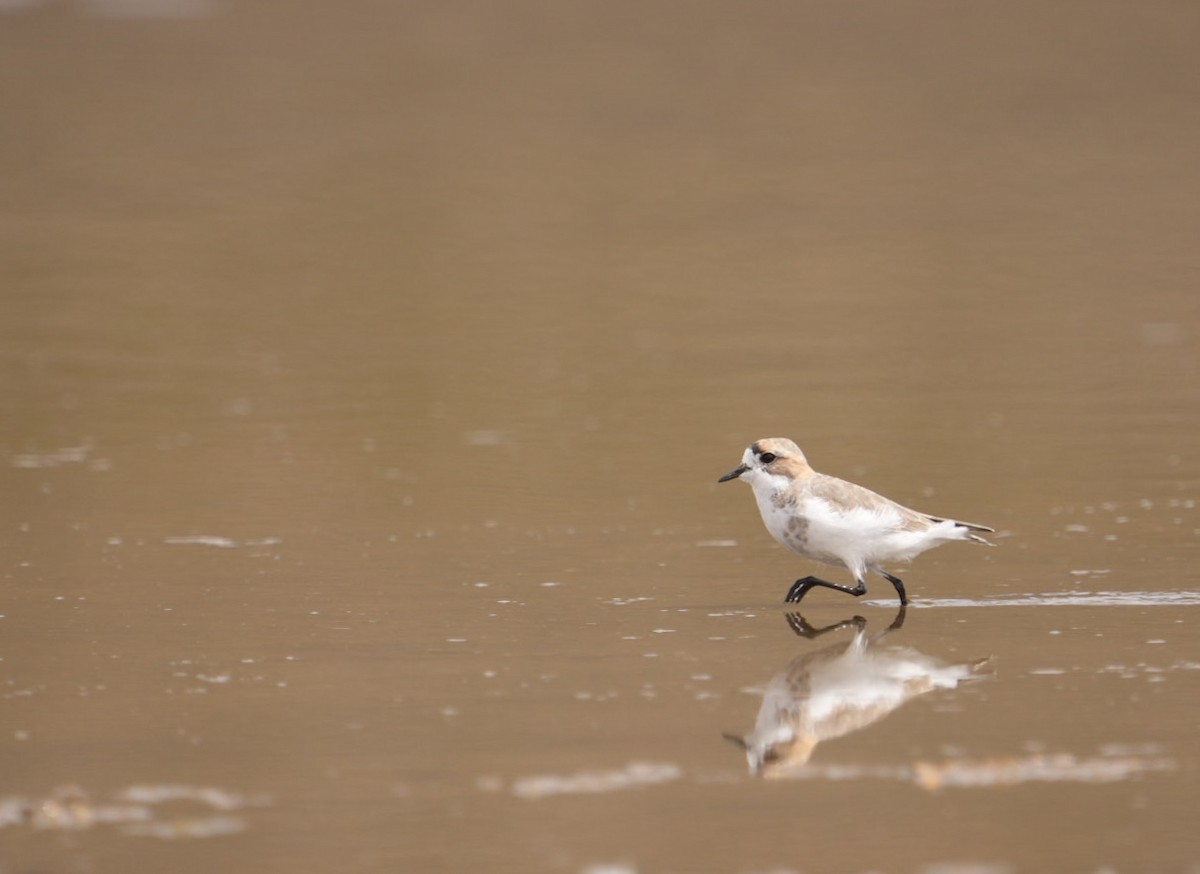 Puna Plover - ML634633253