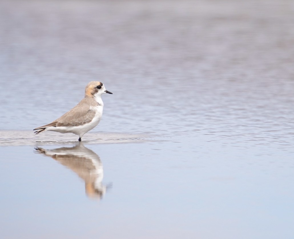 Puna Plover - ML634633254