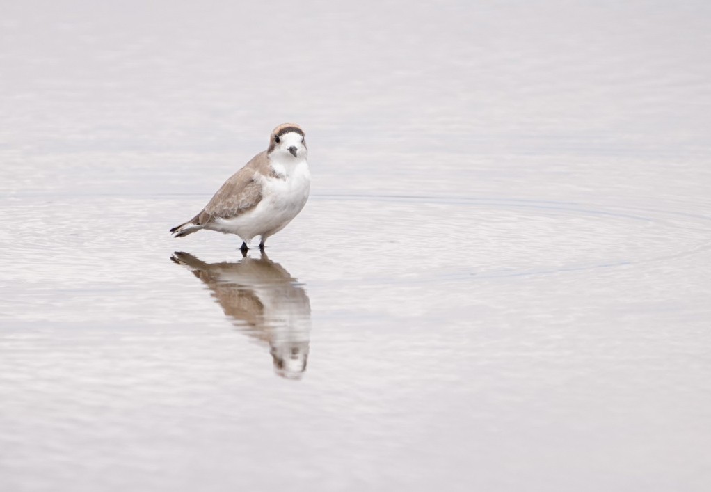 Puna Plover - ML634633255