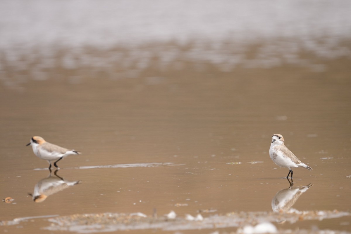 Puna Plover - ML634633256