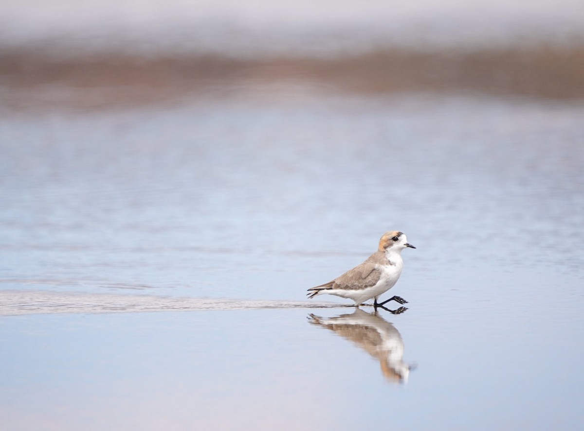 Puna Plover - ML634633257
