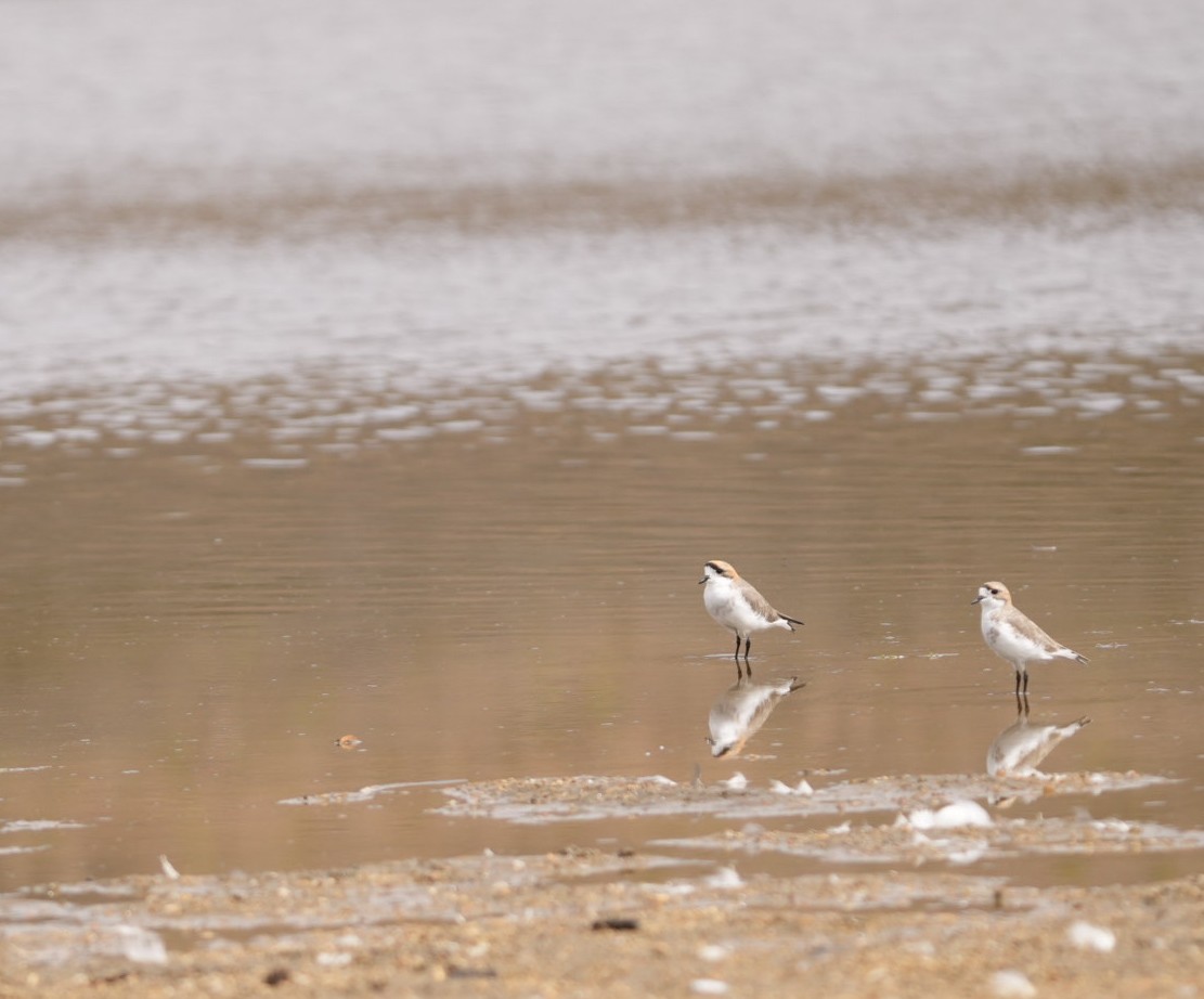 Puna Plover - ML634633258
