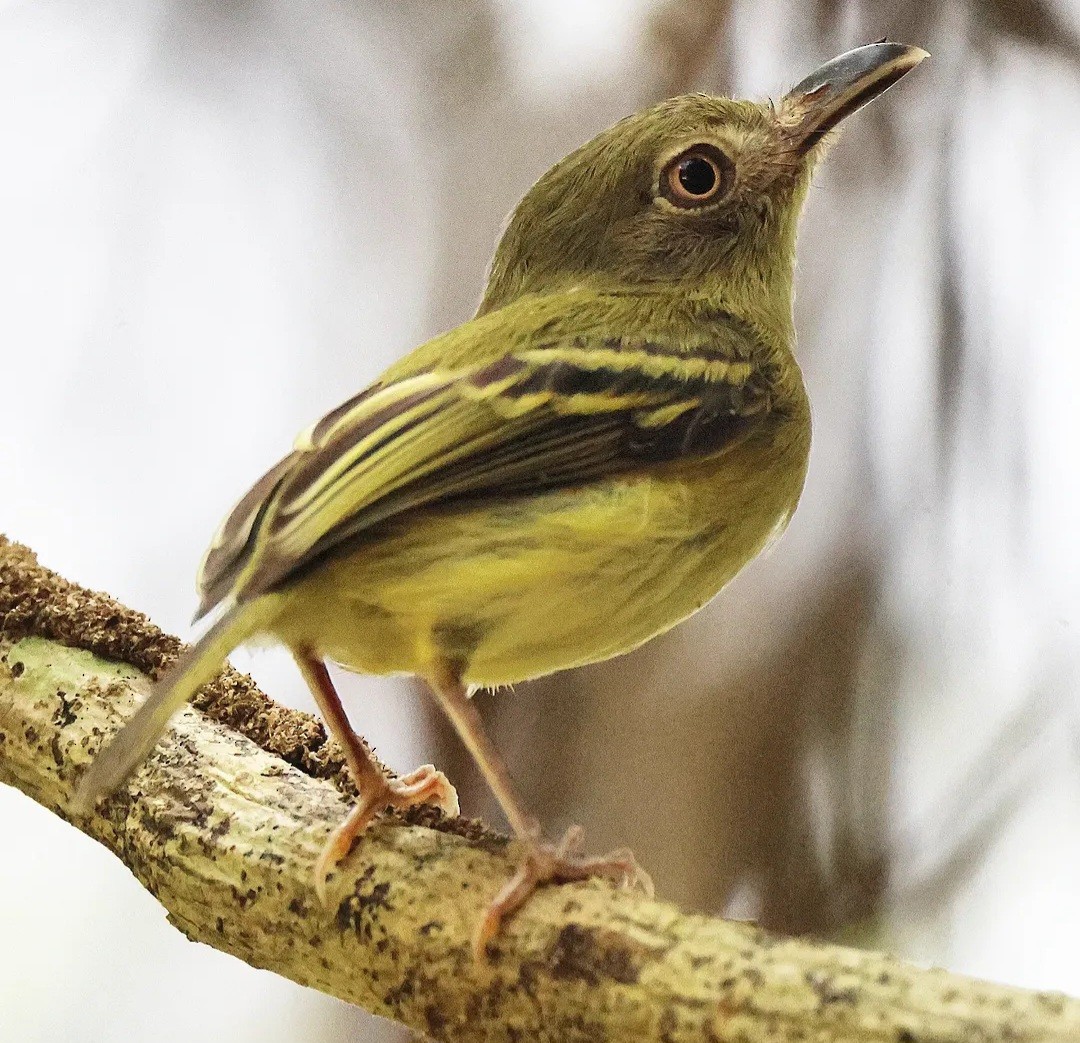 Southern Bentbill - ML634633319