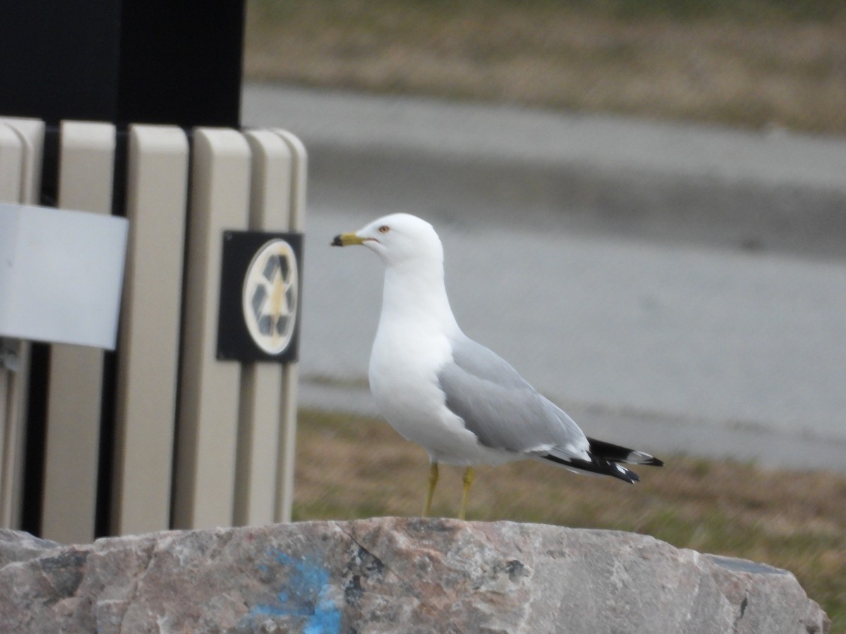 Ring-billed Gull - ML634633437