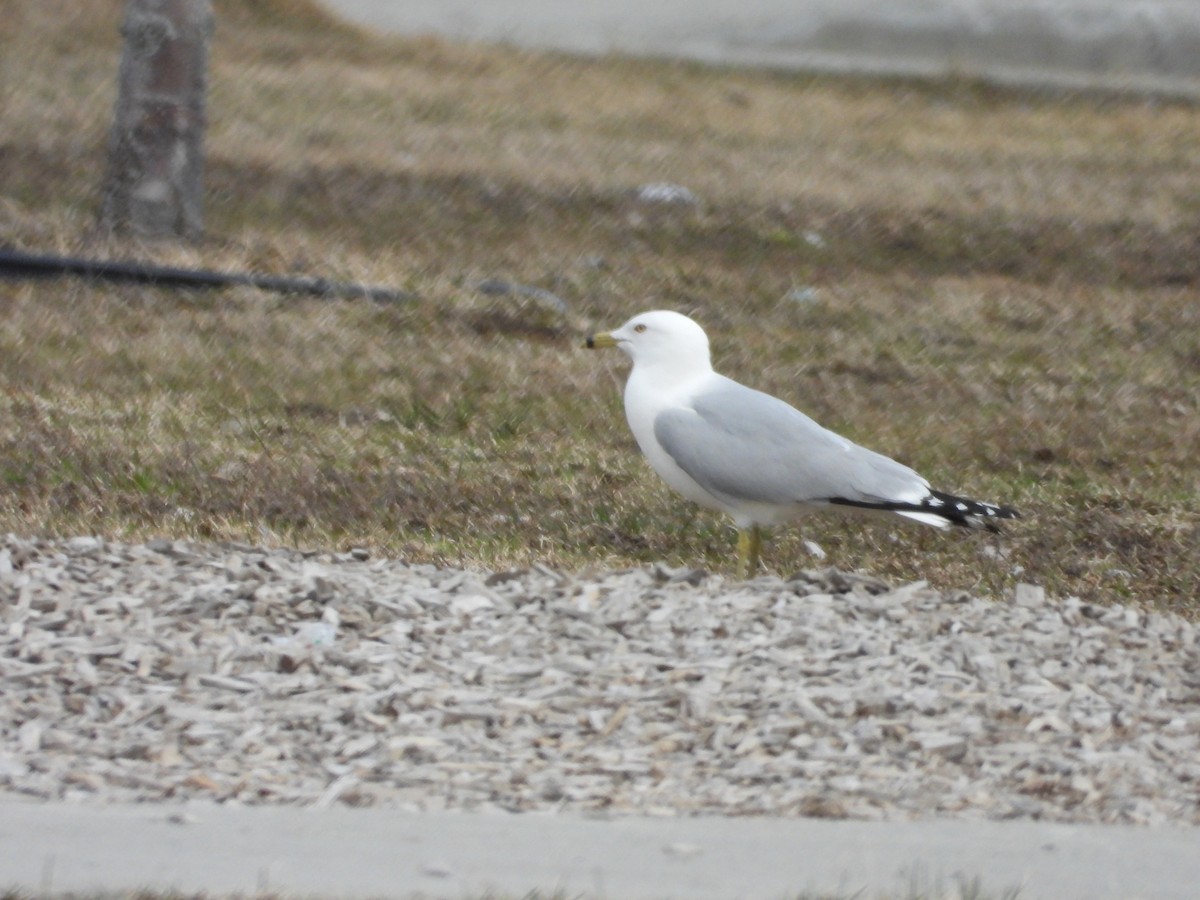 Ring-billed Gull - ML634633438