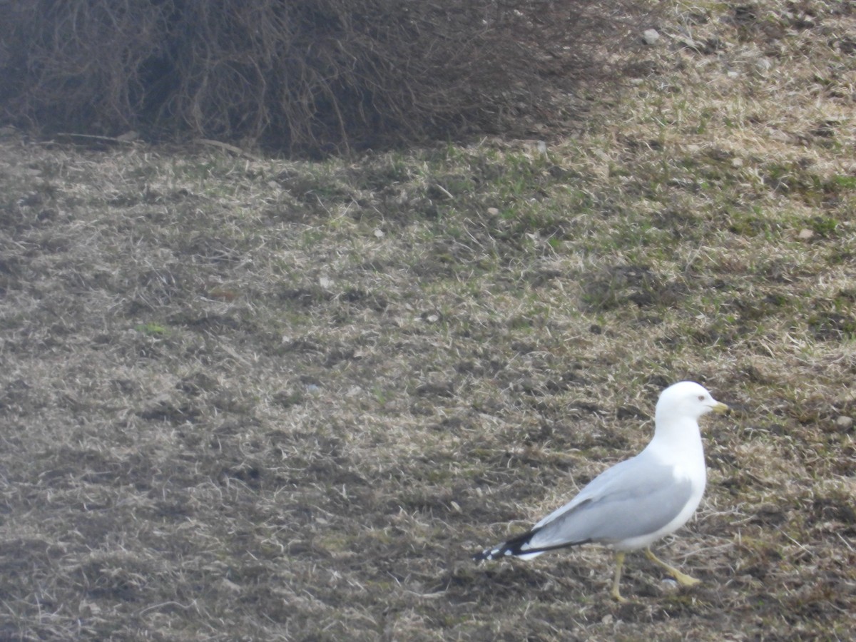 Ring-billed Gull - ML634633439