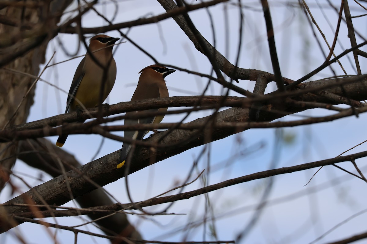 Cedar Waxwing - ML634633485