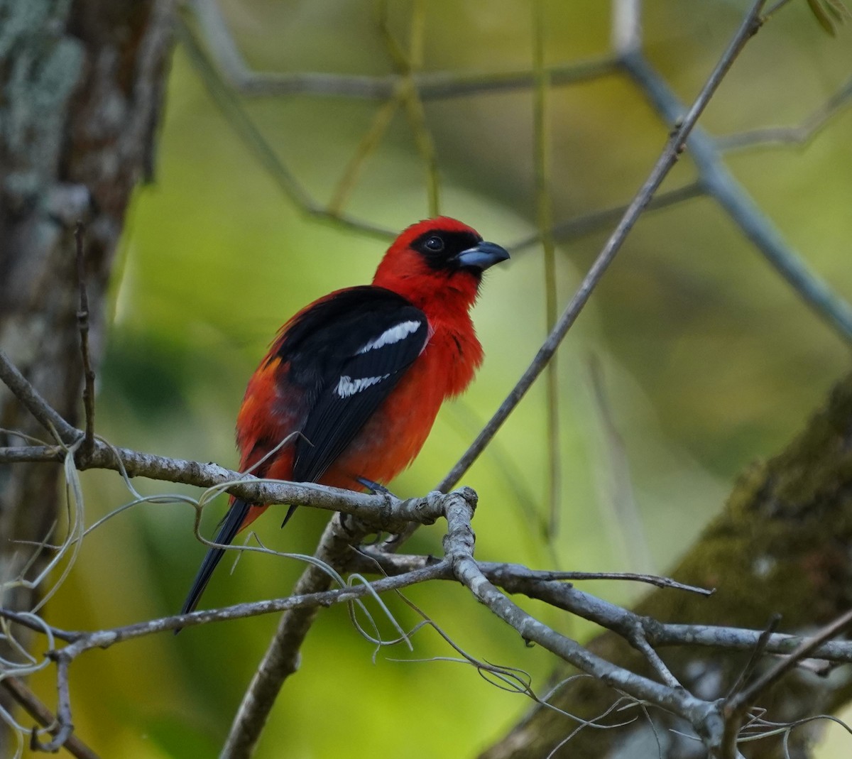 White-winged Tanager - ML634633517