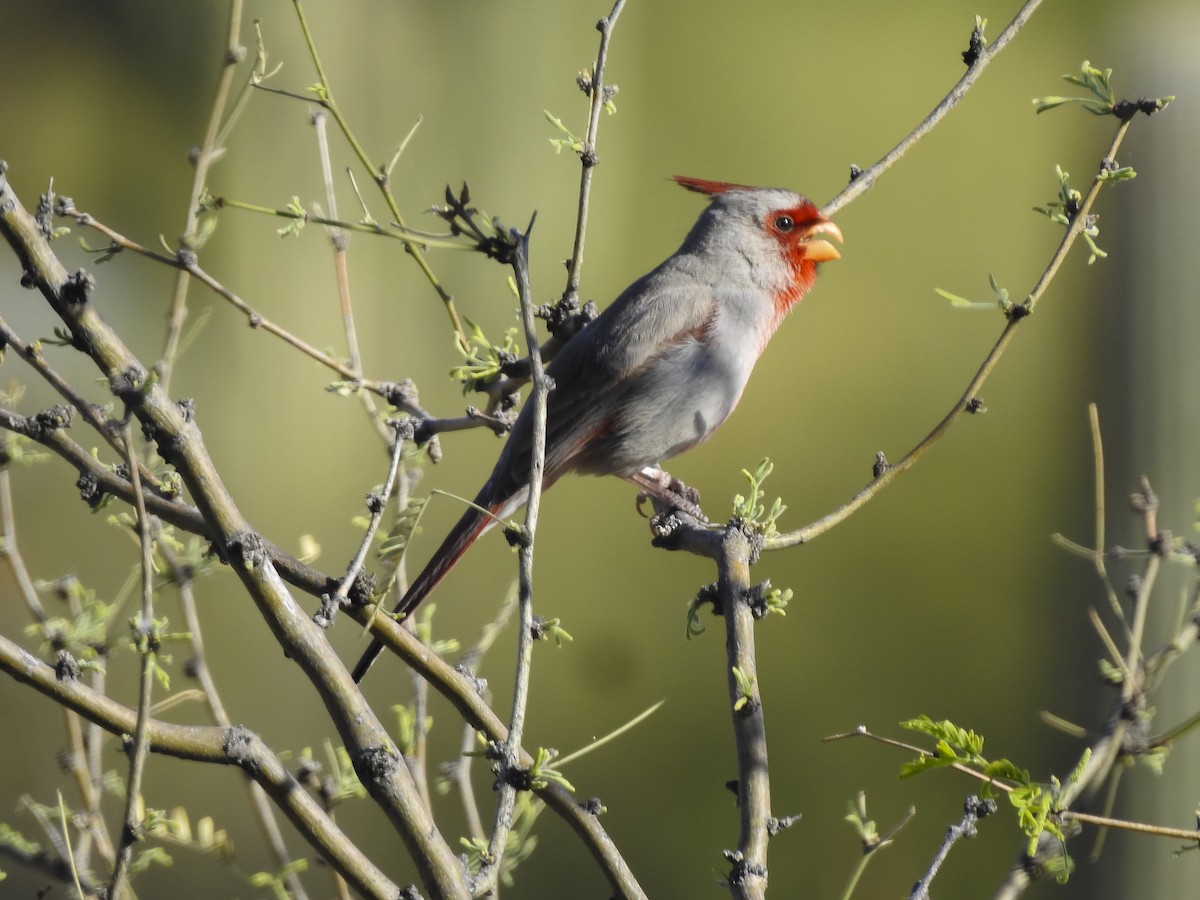 Pyrrhuloxia - ML634633636