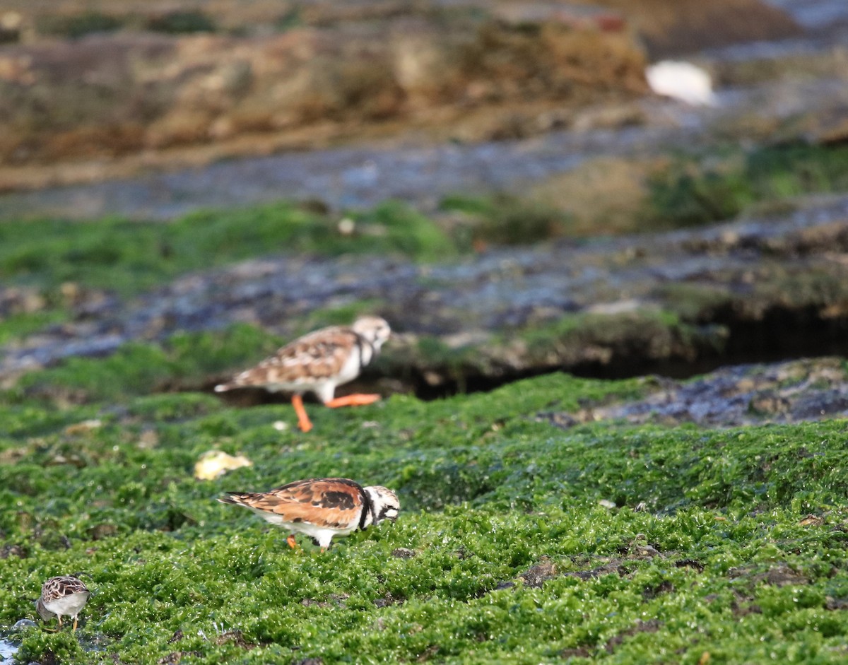 Алаг хайргач - ML634633657