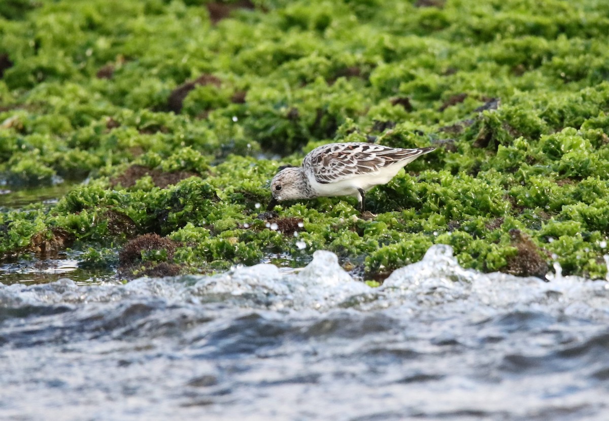 Гурвалж элсэг - ML634633750