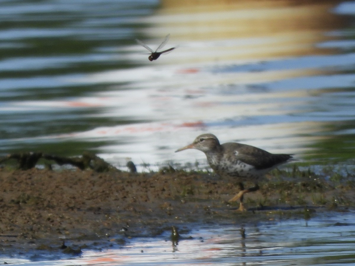 Spotted Sandpiper - ML634633768