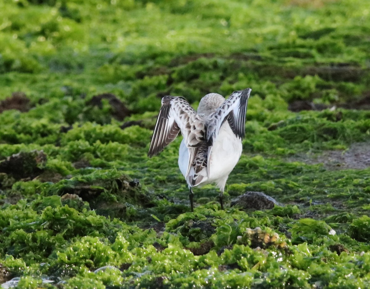 Гурвалж элсэг - ML634633805