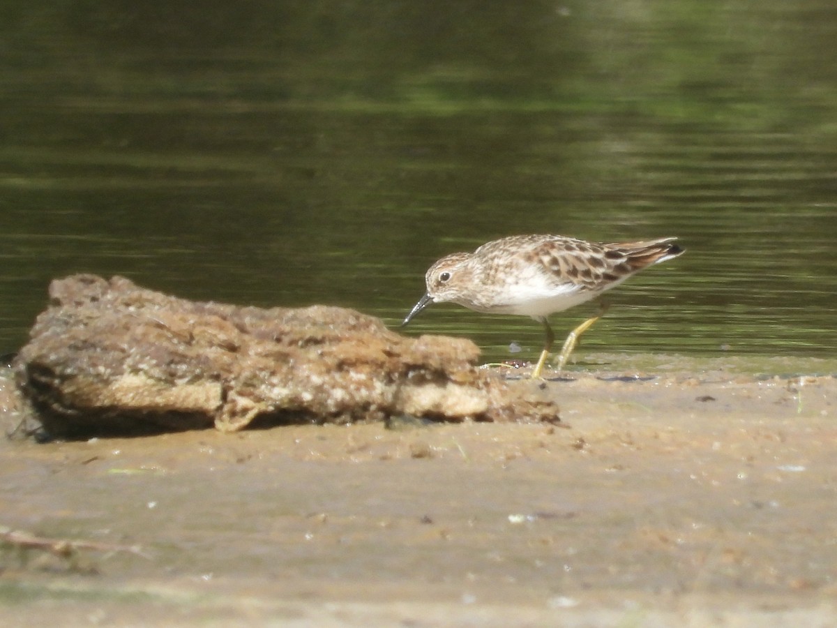 Least Sandpiper - ML634633882