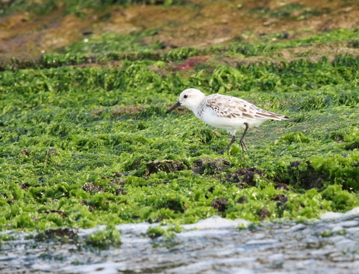 Гурвалж элсэг - ML634633887