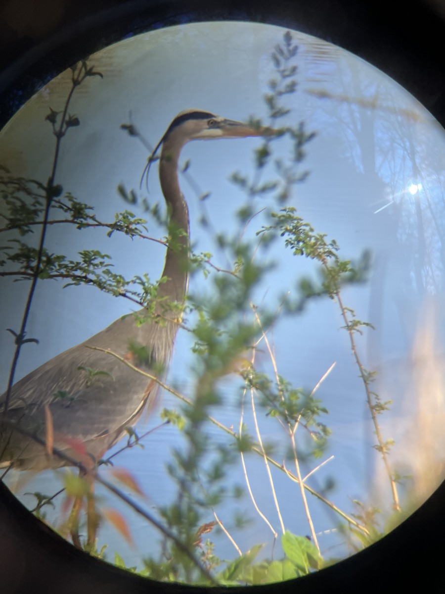 Great Blue Heron - ML634633889