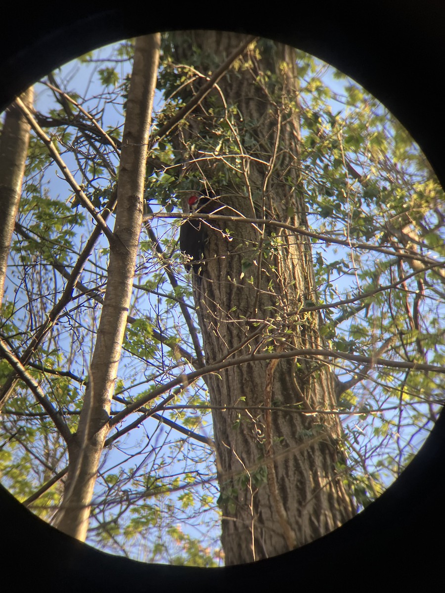 Pileated Woodpecker - ML634633900