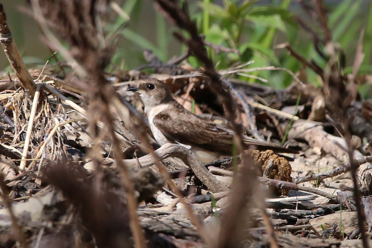 Northern Rough-winged Swallow - ML634633932