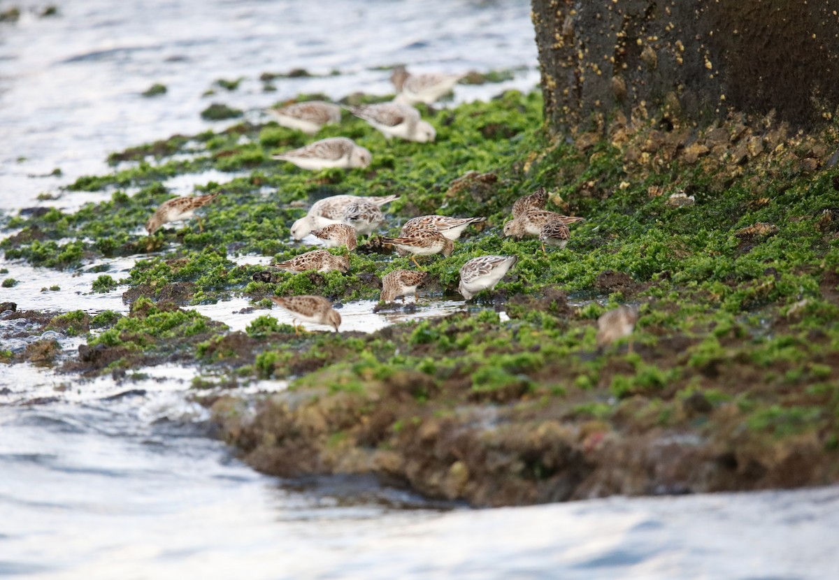 Least Sandpiper - ML634633997